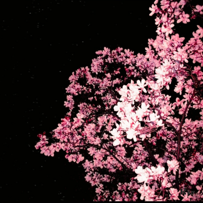 남궁 원 - 우리의 삶 - KiTalbum