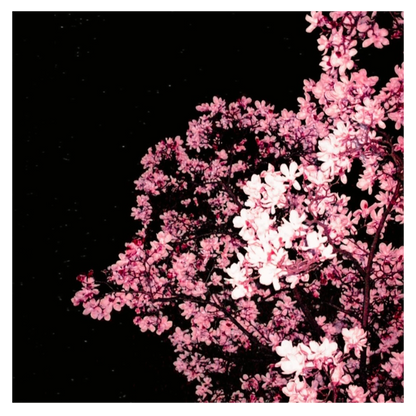 남궁 원 - 우리의 삶 - KiTalbum